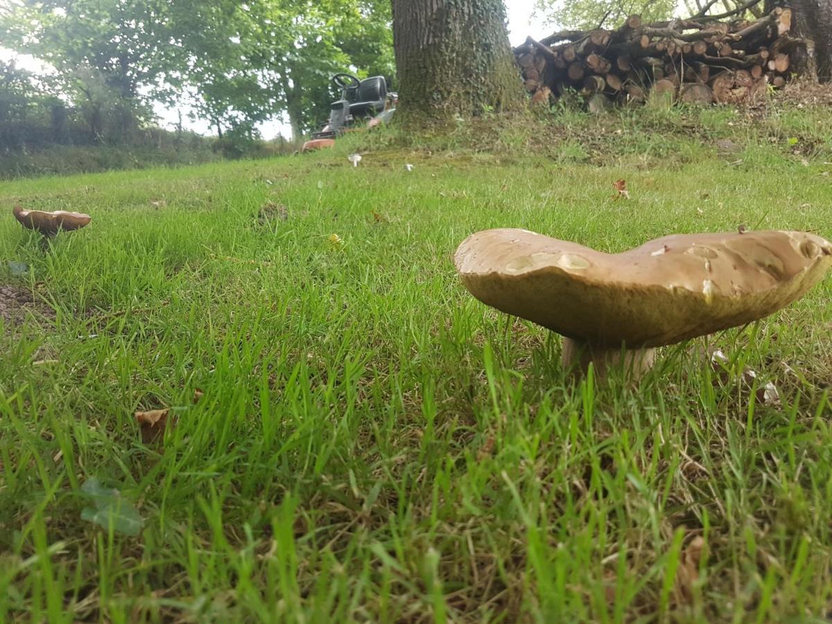 Camping De La Chagnee Saint-Aubin-le-Cloud Екстериор снимка